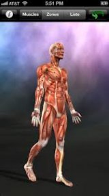 Muscle Trigger Points