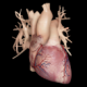 Cardiological - iPhone Edition