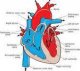 Exploration échographique d’une insuffisance cardiaque