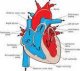 Les peptides natriurétiques (NT-proBNP et BNP) dans le suivi de l’insuffisance cardiaque